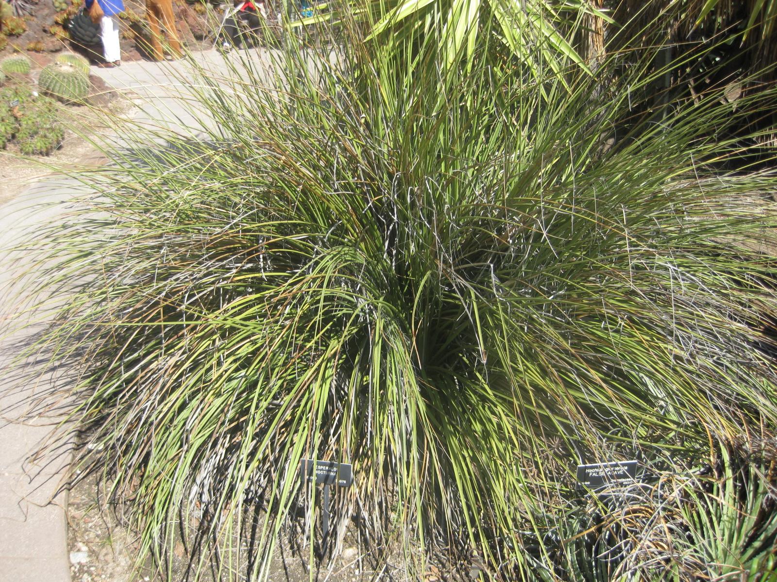 Das Bild zeigt eine Hesperaloe nocturna Pflanze, die oft auch als "Night-blooming Hesperaloe" bekannt ist. Die Pflanze besteht aus dichten Büscheln von langen, schmalen, grasartigen Blättern, die grün und leicht gewellt sind. An den Rändern der Blätter sind weiße Fasern sichtbar, die der Pflanze ein faseriges Aussehen verleihen.
