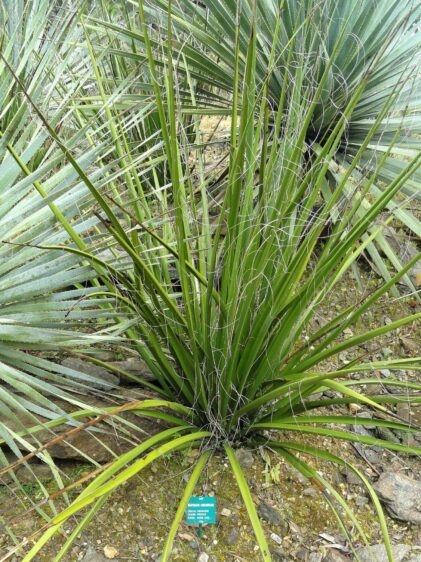 Das Bild zeigt eine Hesperaloe campanulata Pflanze. Die Pflanze hat lange, schmale, grasartige Blätter, die aus einer zentralen Rosette wachsen. Die Blätter sind grün und haben an den Rändern feine weiße Fasern, die sich abrollen. Die Pflanze wächst in einer felsigen und trockenen Umgebung, was typisch für diese Art ist. Im Hintergrund sind weitere ähnliche Pflanzen zu sehen, die ebenfalls in einer ähnlichen Umgebung gedeihen. Am Boden ist eine Beschilderung zu erkennen, die den botanischen Namen der Pflanze angibt. Die Szene vermittelt den Eindruck einer natürlichen Wüstenlandschaft, in der diese Pflanze häufig anzutreffen ist.