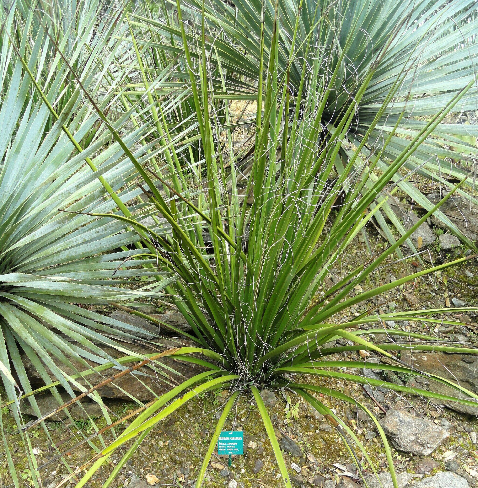 Das Bild zeigt eine Hesperaloe campanulata Pflanze. Die Pflanze hat lange, schmale, grasartige Blätter, die aus einer zentralen Rosette wachsen. Die Blätter sind grün und haben an den Rändern feine weiße Fasern, die sich abrollen. Die Pflanze wächst in einer felsigen und trockenen Umgebung, was typisch für diese Art ist. Im Hintergrund sind weitere ähnliche Pflanzen zu sehen, die ebenfalls in einer ähnlichen Umgebung gedeihen. Am Boden ist eine Beschilderung zu erkennen, die den botanischen Namen der Pflanze angibt. Die Szene vermittelt den Eindruck einer natürlichen Wüstenlandschaft, in der diese Pflanze häufig anzutreffen ist.