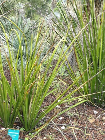 Das Bild zeigt eine Hesperaloe funifera Pflanze, auch bekannt als "Giant Hesperaloe" oder "Texas Yucca". Die Pflanze hat lange, schmale, grasartige Blätter, die aus einer zentralen Rosette wachsen. Die Blätter sind grün und haben an den Rändern auffällige weiße Fasern, die sich abrollen. Die Pflanze befindet sich in einem trockenen, felsigen Gartenbereich, was typisch für diese Art ist. Im Hintergrund sind weitere ähnliche Pflanzen zu sehen, die ebenfalls in dieser Umgebung gedeihen. Am Boden befindet sich eine Beschilderung, die den botanischen Namen der Pflanze und einige Details angibt.