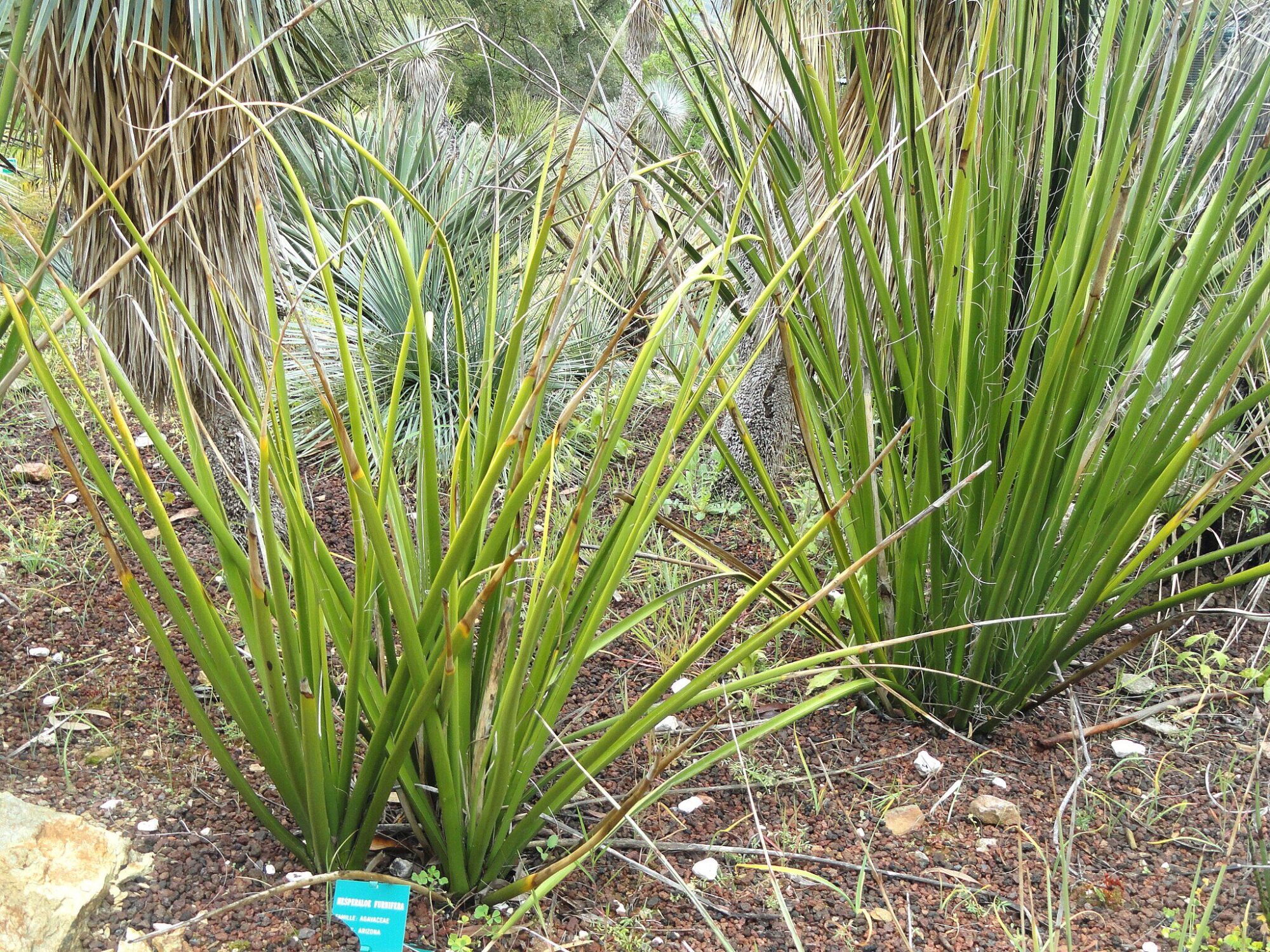 Das Bild zeigt eine Hesperaloe funifera Pflanze, auch bekannt als "Giant Hesperaloe" oder "Texas Yucca". Die Pflanze hat lange, schmale, grasartige Blätter, die aus einer zentralen Rosette wachsen. Die Blätter sind grün und haben an den Rändern auffällige weiße Fasern, die sich abrollen. Die Pflanze befindet sich in einem trockenen, felsigen Gartenbereich, was typisch für diese Art ist. Im Hintergrund sind weitere ähnliche Pflanzen zu sehen, die ebenfalls in dieser Umgebung gedeihen. Am Boden befindet sich eine Beschilderung, die den botanischen Namen der Pflanze und einige Details angibt.