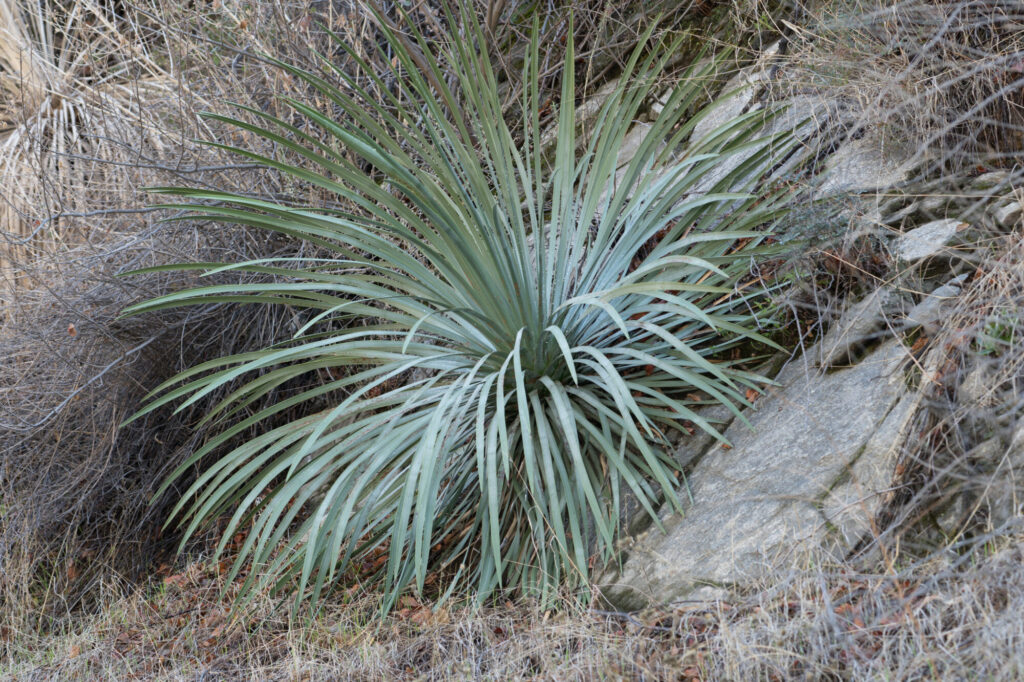 Hesperoyucca whipplei Das Bild zeigt eine Hesperoyucca whipplei-Pflanze, auch bekannt als Chaparral-Yucca oder Our-Lord's-Candle. Die Pflanze hat lange, schmale, graugrüne Blätter, die in einer dichten Rosette angeordnet sind. Die Blätter sind schwertartig und haben spitze Enden. Die Hesperoyucca wächst in einer felsigen, trockenen Umgebung, umgeben von trockenem Gebüsch und kargem Boden. Die Umgebung deutet auf ein arides Klima hin