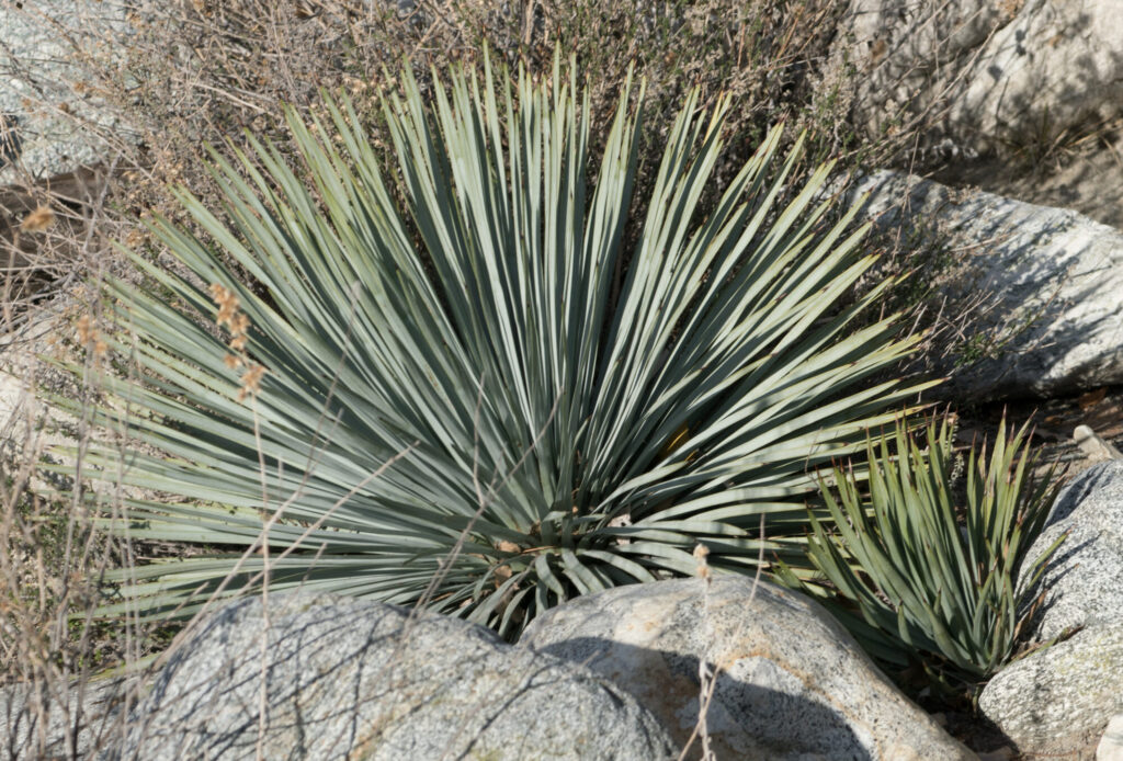 Hesperoyucca whipplei Das Bild zeigt eine Hesperoyucca whipplei. Die Pflanze hat lange, schmale, schwertartige Blätter, die in einer dichten Rosette angeordnet sind. Die Blätter sind graugrün und haben spitze Enden. Die Hesperoyucca whipplei wächst in einer felsigen Umgebung, umgeben von trockenem Gebüsch und einigen großen Steinen.
