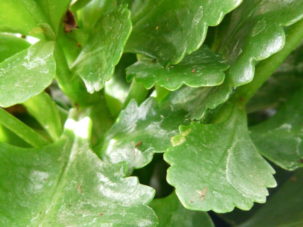 Das Bild zeigt eine Nahaufnahme der Blätter einer Kalanchoe blossfeldiana-Pflanze. Diese Pflanze hat dicke, fleischige Blätter, die typisch für Sukkulenten sind. Die Blätter sind glänzend grün und haben leicht gezackte Ränder. Die Blätter sind dicht angeordnet und überlappen sich teilweise.