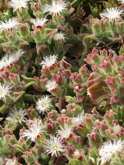 Das Bild zeigt Mesembryanthemum crystallinum, auch bekannt als Eiskraut. Die Pflanze hat fleischige Blätter mit einem kristallartigen, glitzernden Überzug. Die Blüten sind weiß und sternförmig. Die Pflanze wächst dicht und flächendeckend