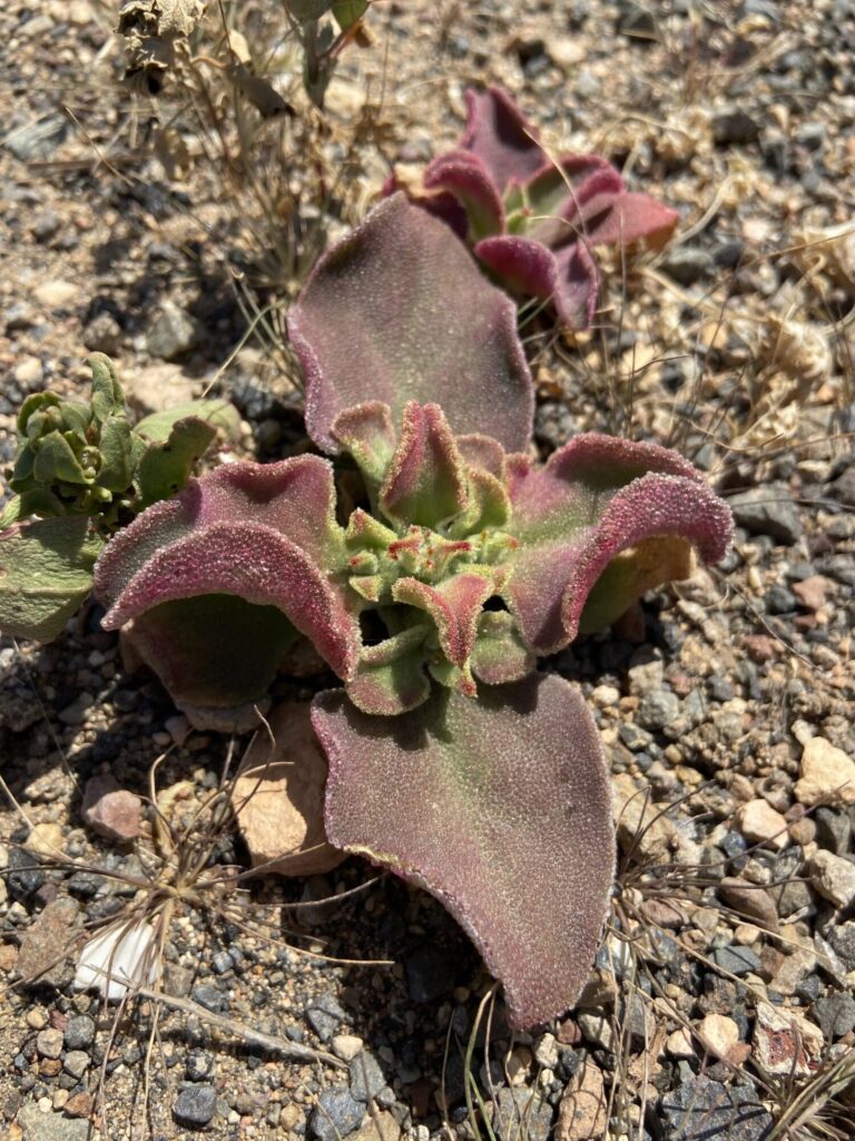 Das Bild zeigt eine Mesembryanthemum crystallinum-Pflanze, auch bekannt als Eiskraut, in einer trockenen, steinigen Umgebung. Die Pflanze hat fleischige, breite Blätter mit gewellten Rändern und rötlichen Spitzen. Die Blätter sind mit kleinen, kristallartigen Strukturen bedeckt, die Feuchtigkeit speichern. Die Pflanze ist gut an die trockenen Bedingungen angepasst und zeigt die typische glänzende Oberfläche der Blätter, die im Sonnenlicht funkeln.
