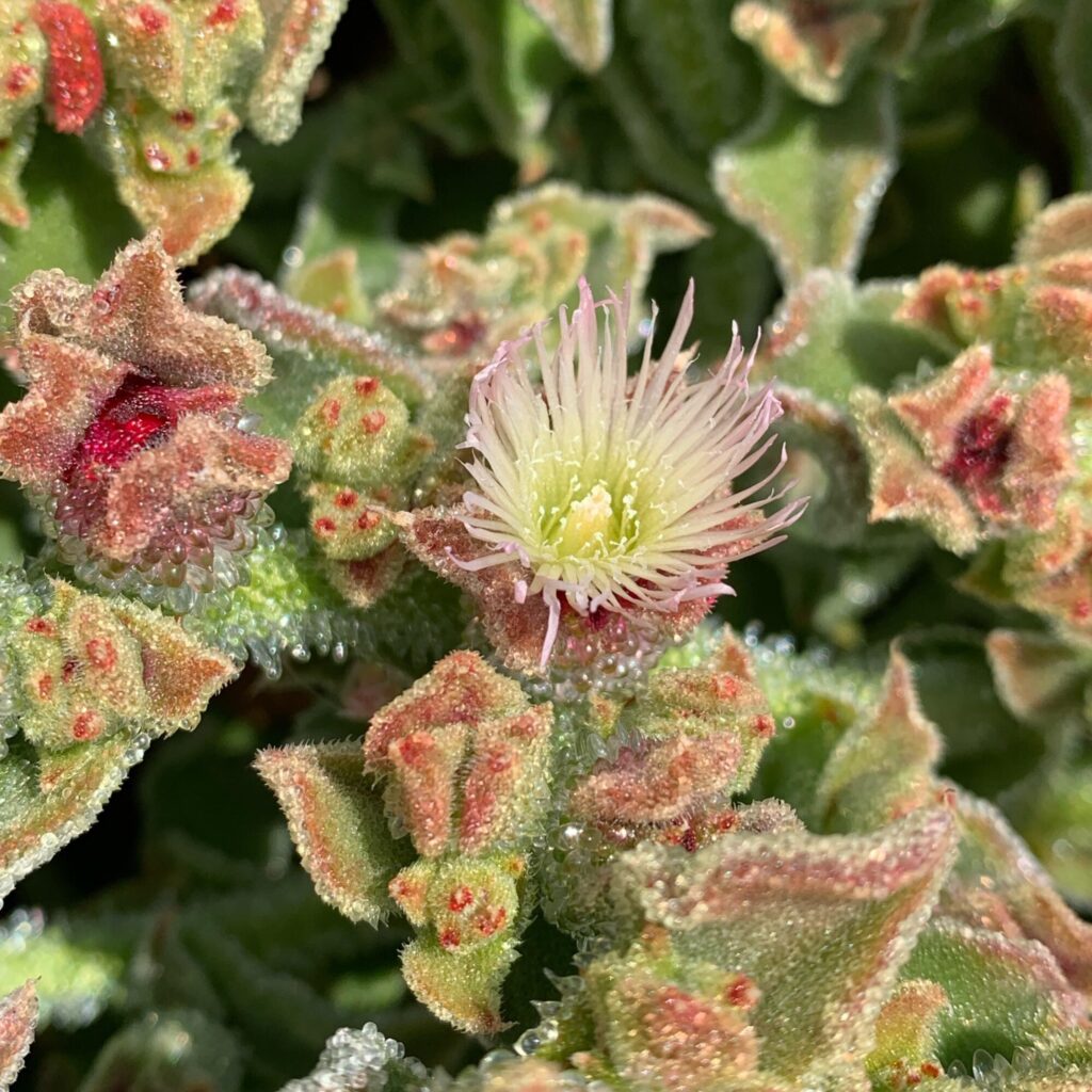 Das Bild zeigt eine Nahaufnahme von Mesembryanthemum crystallinum, auch bekannt als Eiskraut. Die Pflanze hat fleischige, grüne Blätter mit rötlichen Spitzen und gewellten Rändern. Die Blätter sind mit kristallartigen Strukturen bedeckt, die Feuchtigkeit speichern. Eine Blüte ist im Zentrum des Bildes zu sehen, mit feinen, weißen Blütenblättern und einem leicht gelblichen Zentrum.