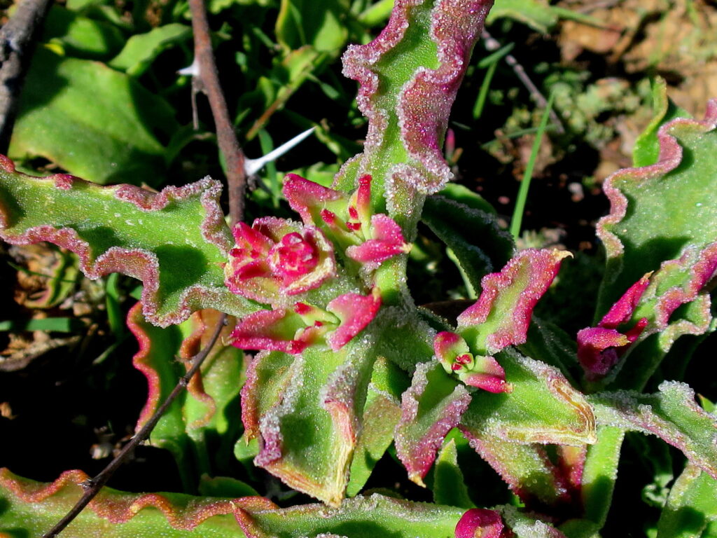 Das Bild zeigt eine Nahaufnahme von Mesembryanthemum crystallinum, auch bekannt als Eiskraut. Die Pflanze hat fleischige, grüne Blätter mit gewellten Rändern und rötlichen Spitzen. Die Blätter sind mit kleinen, kristallartigen Strukturen bedeckt, die im Sonnenlicht glitzern. Diese Strukturen helfen der Pflanze, Feuchtigkeit zu speichern. Die Pflanze wächst in einer natürlichen Umgebung, und einige rote Blütenknospen sind ebenfalls sichtbar.