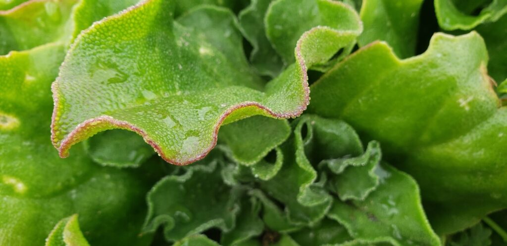 Das Bild zeigt eine Nahaufnahme eines Blattes von Mesembryanthemum crystallinum, auch bekannt als Eiskraut. Das Blatt ist fleischig und grün mit gewellten Rändern, die einen rötlichen Schimmer aufweisen. Die Oberfläche des Blattes ist mit kleinen, kristallartigen Strukturen bedeckt, die im Licht glitzern und der Pflanze helfen, Feuchtigkeit zu speichern. Die Szene wirkt frisch, möglicherweise nach einem Regen, da Wassertropfen auf dem Blatt sichtbar sind.