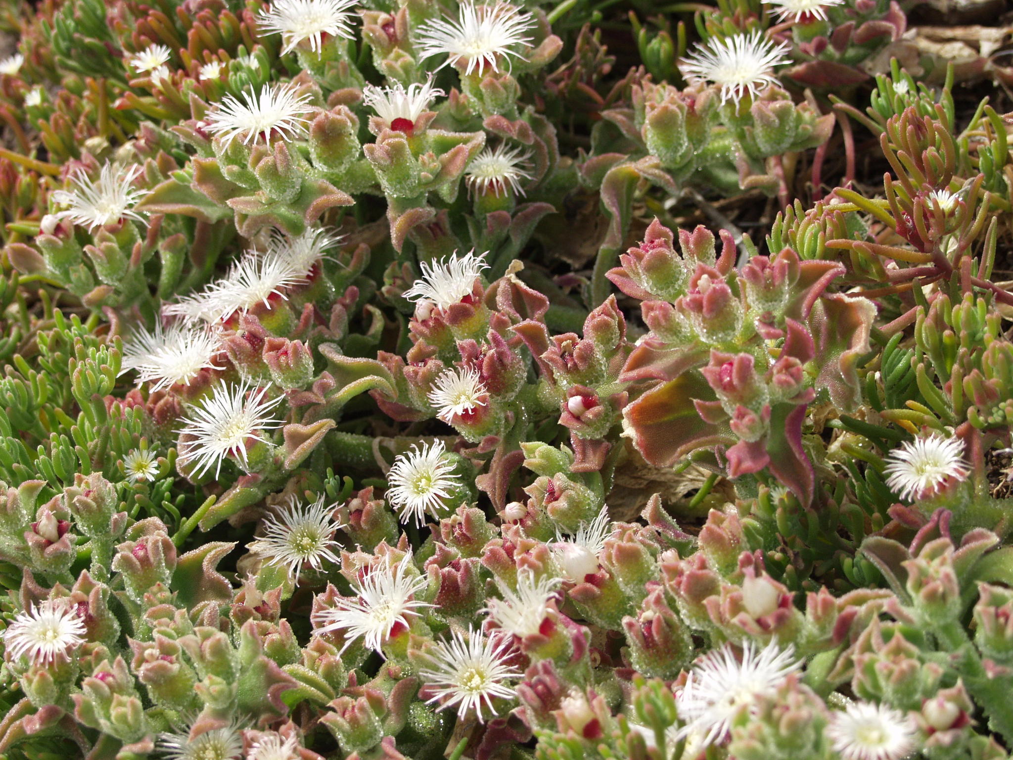 Das Bild zeigt Mesembryanthemum crystallinum, auch bekannt als Eiskraut. Die Pflanze hat fleischige Blätter mit einem kristallartigen, glitzernden Überzug. Die Blüten sind weiß und sternförmig. Die Pflanze wächst dicht und flächendeckend