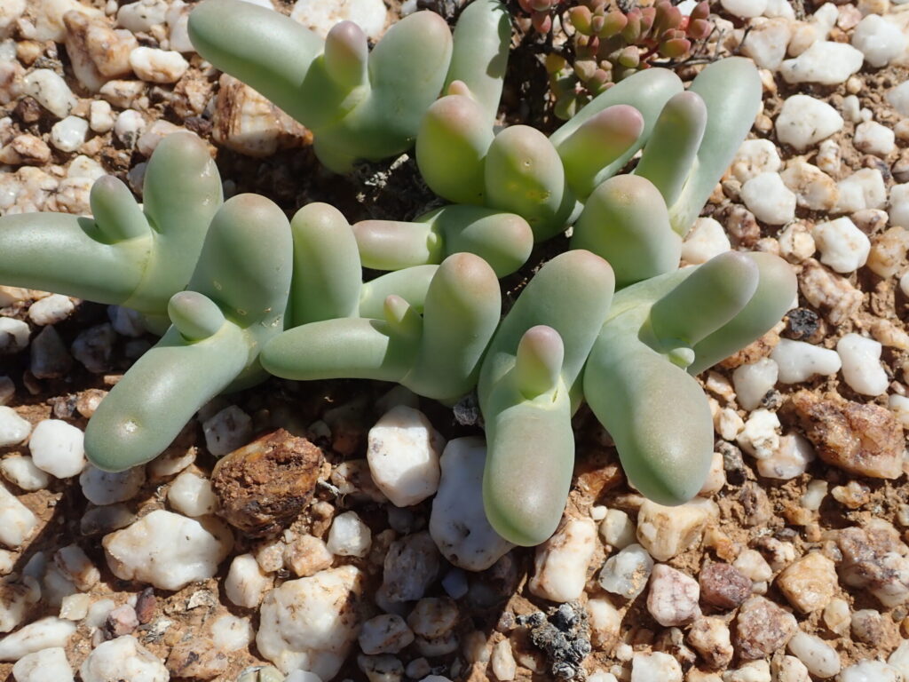 Mesembryanthemum digitatum Das Bild zeigt eine Mesembryanthemum digitatum-Pflanze. Diese Pflanze hat dicke, fleischige, fingerartige Blätter, die hellgrün sind und leicht rötliche Spitzen haben. Die Blätter sind glatt und glänzend und wachsen in dichten Gruppen. Die Pflanze wächst auf einem kiesigen, sandigen Boden