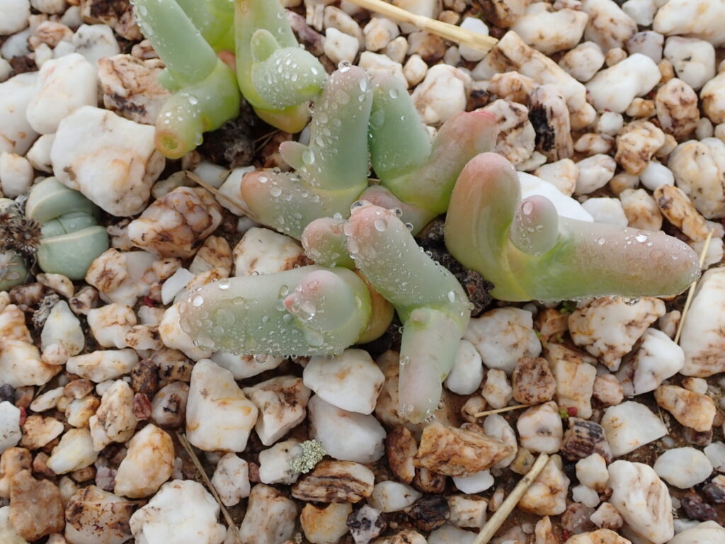 Mesembryanthemum digitatum Das Bild zeigt eine Mesembryanthemum digitatum-Pflanze. Die Pflanze hat dicke, fleischige, fingerartige Blätter, die hellgrün sind und an den Spitzen leicht rötlich. Die Blätter sind mit kleinen Wassertropfen bedeckt, was ihnen ein frisches Aussehen verleiht. Die Pflanze wächst auf einem kiesigen Boden, der aus kleinen, weißen und braunen Steinen besteht.