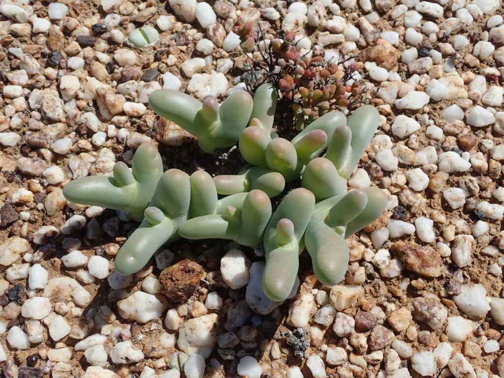 Mesembryanthemum digitatum Das Bild zeigt eine Mesembryanthemum digitatum-Pflanze. Die Pflanze hat dicke, fleischige, fingerartige Blätter, die hellgrün sind und leicht rötliche Spitzen haben. Die Blätter sind glatt und wachsen in dichten Gruppen. Die Pflanze wächst auf einem kiesigen, sandigen Boden, der aus kleinen weißen und braunen Steinen besteht. Im Hintergrund ist eine weitere, kleinere Pflanze zu sehen.