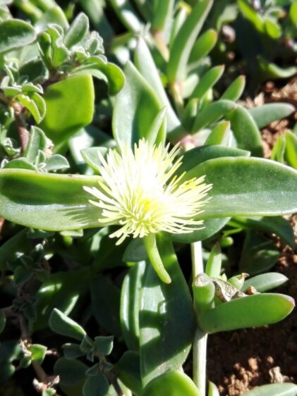 Das Bild zeigt eine Mesembryanthemum haeckelianum Pflanze, auch bekannt als Eisblume oder Mittagsblume. Die Pflanze hat fleischige, grüne Blätter, die länglich und leicht glänzend sind. In der Mitte des Bildes befindet sich eine geöffnete Blüte, die eine helle gelbe Farbe hat und aus zahlreichen, schmalen Blütenblättern besteht, die sich radial ausbreiten. Im Hintergrund sind weitere ähnliche Blätter und Pflanzenteile zu sehen, die dicht am Boden wachsen. Der Boden ist braun und leicht sandig, was typisch für die natürlichen Wachstumsbedingungen dieser Sukkulenten ist.