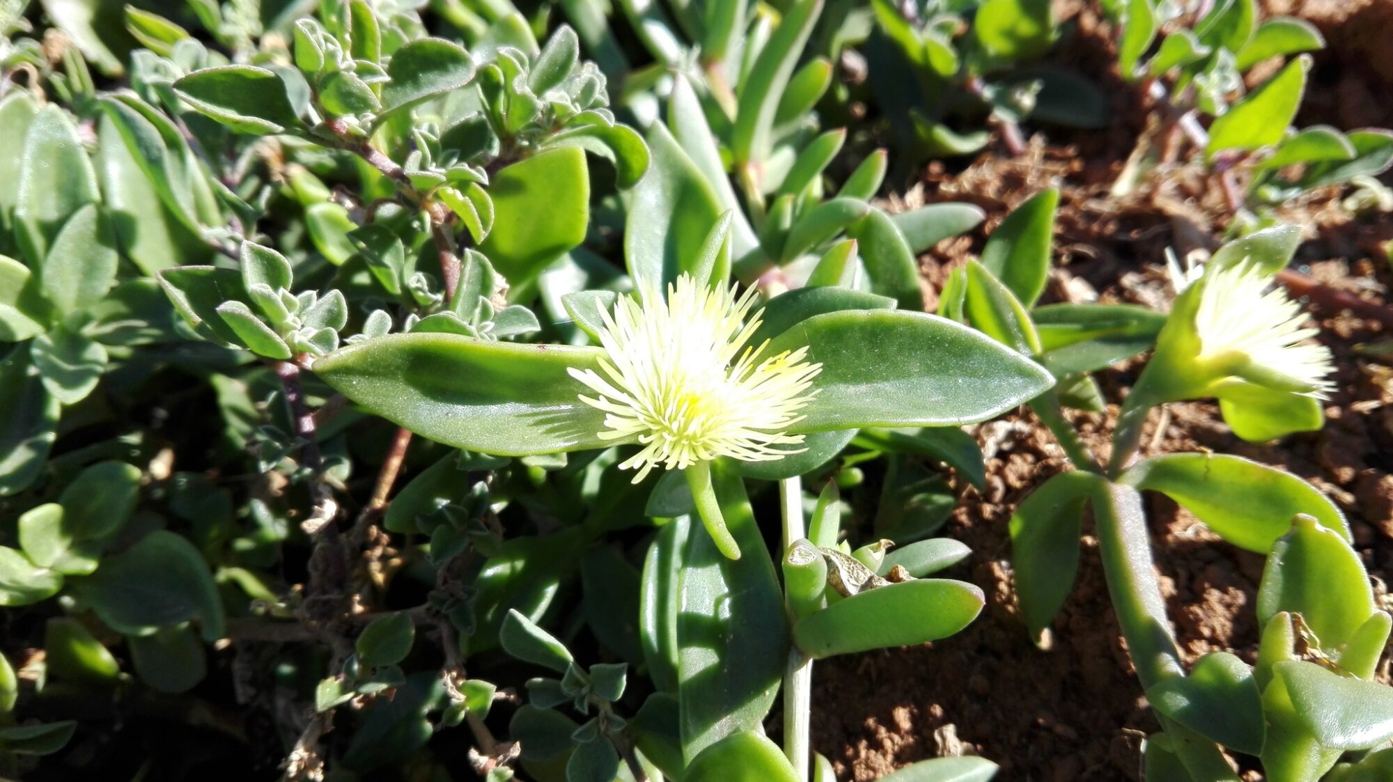 Das Bild zeigt eine Mesembryanthemum haeckelianum Pflanze, auch bekannt als Eisblume oder Mittagsblume. Die Pflanze hat fleischige, grüne Blätter, die länglich und leicht glänzend sind. In der Mitte des Bildes befindet sich eine geöffnete Blüte, die eine helle gelbe Farbe hat und aus zahlreichen, schmalen Blütenblättern besteht, die sich radial ausbreiten. Im Hintergrund sind weitere ähnliche Blätter und Pflanzenteile zu sehen, die dicht am Boden wachsen. Der Boden ist braun und leicht sandig, was typisch für die natürlichen Wachstumsbedingungen dieser Sukkulenten ist.