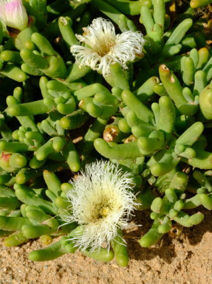 Das Bild zeigt eine Mesembryanthemum hypertrophicum-Pflanze, auch bekannt als Fingereiskraut. Die Pflanze hat dicke, fleischige, fingerartige grüne Blätter. Einige Blüten sind ebenfalls zu sehen: eine weiße, voll erblühte Blüte mit feinen, strahlenförmigen Blütenblättern und zwei rosa-weiße Knospen. Die Pflanze wächst auf sandigem Boden