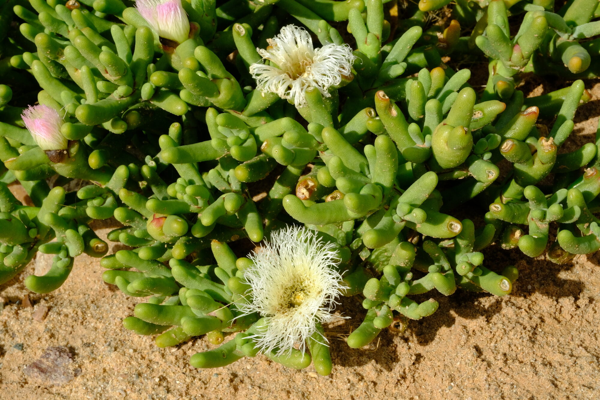 Das Bild zeigt eine Mesembryanthemum hypertrophicum-Pflanze, auch bekannt als Fingereiskraut. Die Pflanze hat dicke, fleischige, fingerartige grüne Blätter. Einige Blüten sind ebenfalls zu sehen: eine weiße, voll erblühte Blüte mit feinen, strahlenförmigen Blütenblättern und zwei rosa-weiße Knospen. Die Pflanze wächst auf sandigem Boden