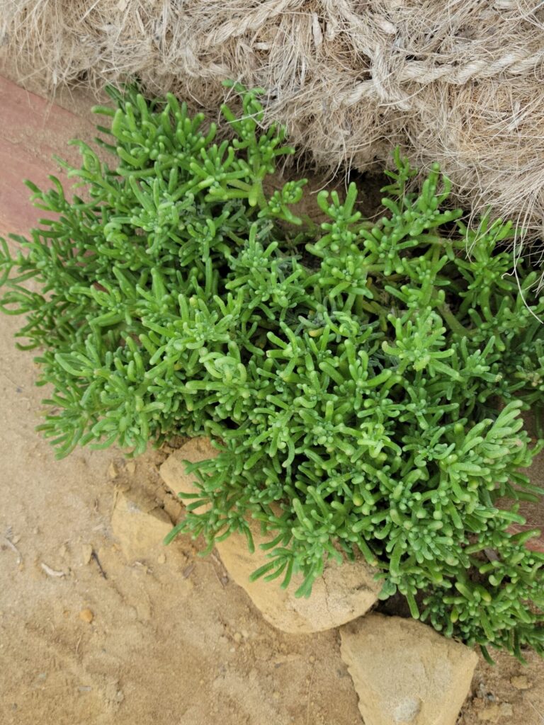 Mesembryanthemum nodiflorum Das Bild zeigt eine Mesembryanthemum nodiflorum-Pflanze, auch bekannt als Knoteneisblume. Die Pflanze hat zahlreiche fleischige, grüne Blätter, die fingerartig geformt sind. Die Blätter sind dicht beieinander angeordnet und verleihen der Pflanze ein buschiges Aussehen. Die Pflanze wächst auf sandigem Boden