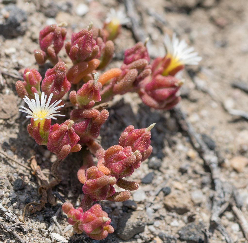 Mesembryanthemum nodiflorum Das Bild zeigt eine Mesembryanthemum nodiflorum-Pflanze, auch bekannt als Knoteneisblume. Die Pflanze hat zahlreiche fleischige, rötlich gefärbte Blätter mit kleinen, kristallartigen Strukturen, die ihr ein glitzerndes Aussehen verleihen. Im Bild sind auch mehrere kleine, weiße Blüten mit gelbem Zentrum zu sehen. Die Pflanze wächst auf sandigem, steinigem Boden, was typisch für ihre Anpassung an trockene, wüstenartige Bedingungen ist. Die Blätter sind dicht beieinander und bilden eine kompakte, niedrige Pflanze