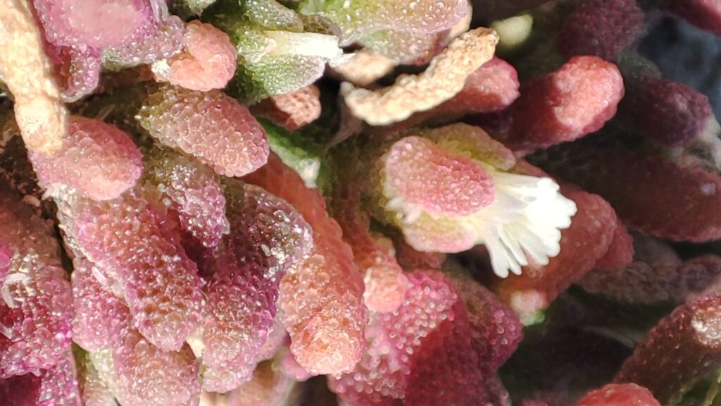 Mesembryanthemum nodiflorum Das Bild zeigt eine extrem nah aufgenommene Ansicht von Mesembryanthemum nodiflorum, auch bekannt als Knoteneisblume. Die fleischigen Blätter der Pflanze sind mit kristallartigen Strukturen bedeckt, die im Licht schimmern und der Pflanze ein glitzerndes Aussehen verleihen. Die Farben der Blätter variieren von Grün über Rosa bis hin zu Rot. In der Mitte des Bildes ist eine kleine, weiße Blüte zu sehen, die zwischen den farbenfrohen Blättern hervorsticht.