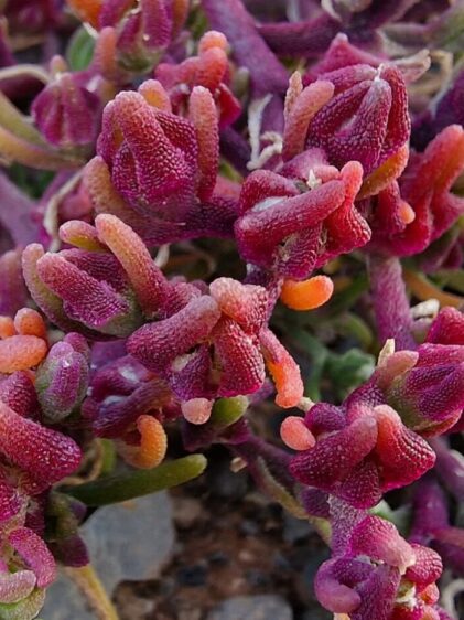 Das Bild zeigt eine Nahaufnahme von Mesembryanthemum nodiflorum, auch bekannt als Knoteneisblume. Die Pflanze hat fleischige, grüne und rötlich-violette Blätter mit kleinen, kristallartigen Strukturen, die der Pflanze ein glitzerndes Aussehen verleihen. Einige Blätter haben orangefarbene Spitzen. Im Hintergrund ist eine kleine weiße Blüte zu sehen. Die Pflanze wächst auf einem sandigen, steinigen Untergrund