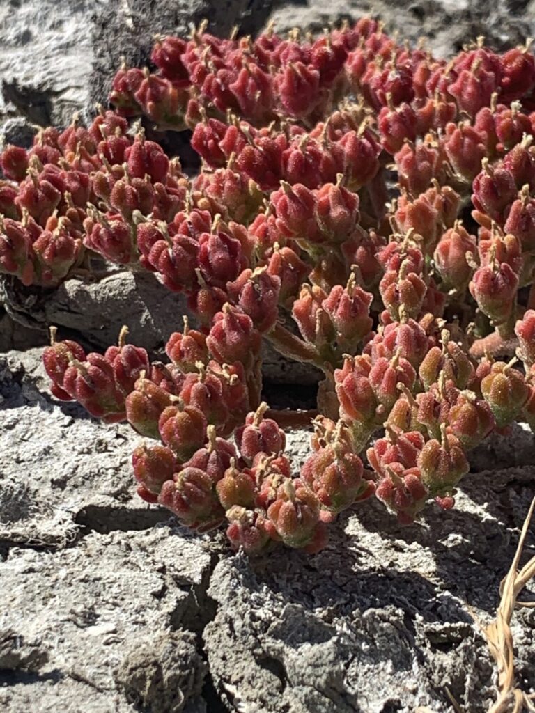 Mesembryanthemum nodiflorum Das Bild zeigt eine Mesembryanthemum nodiflorum-Pflanze, auch bekannt als Knoteneisblume. Die Pflanze hat zahlreiche fleischige, rötlich gefärbte Blätter mit kleinen, kristallartigen Strukturen, die ihr ein glitzerndes Aussehen verleihen. Die Pflanze wächst in einer trockenen, steinigen Umgebung, was typisch für ihre Anpassung an wüstenartige Bedingungen ist. Die Blätter sind dicht beieinander und bilden eine kompakte, niedrige Pflanze