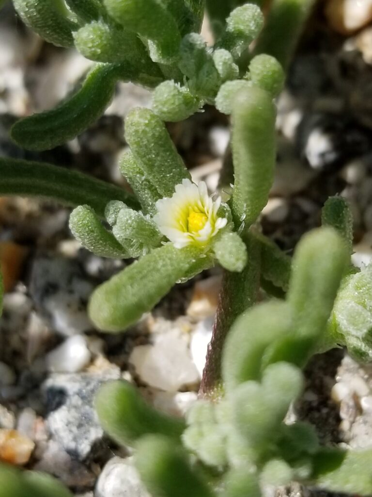 Mesembryanthemum nodiflorum Das Bild zeigt eine Nahaufnahme einer Mesembryanthemum nodiflorum-Pflanze, auch bekannt als Knoteneisblume. Im Zentrum des Bildes ist eine kleine Blüte mit weißen Blütenblättern und einem gelben Zentrum zu sehen. Die Blätter der Pflanze sind fleischig, grün und mit kristallartigen Strukturen bedeckt, die der Pflanze ein funkelndes Aussehen verleihen. Die Pflanze wächst in einer sandigen, kiesigen Umgebung