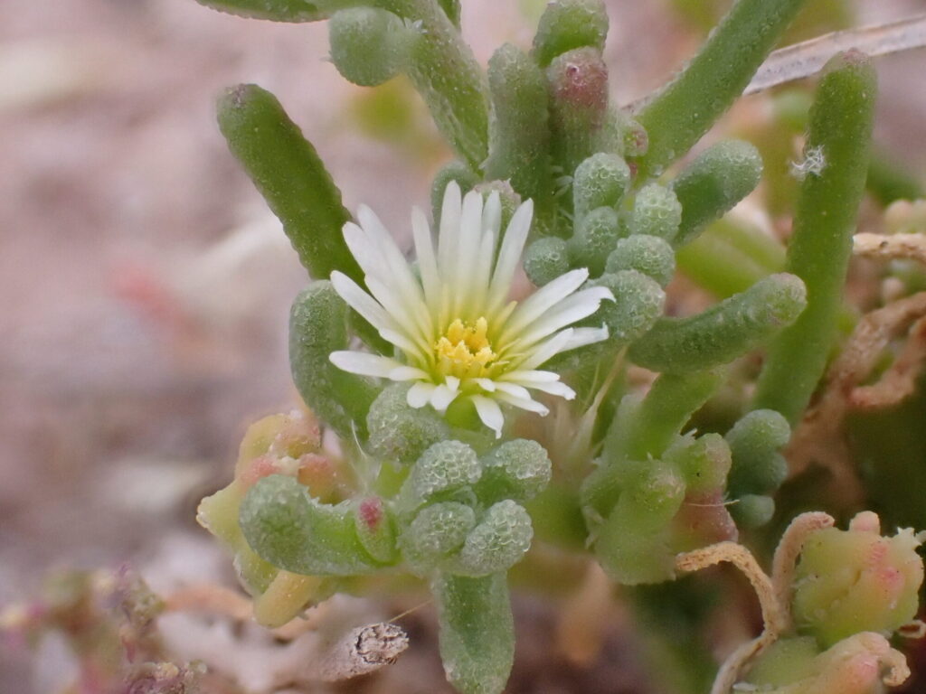Mesembryanthemum nodiflorum Das Bild zeigt eine Nahaufnahme einer Mesembryanthemum nodiflorum-Pflanze, auch bekannt als Knoteneisblume. Im Zentrum des Bildes ist eine kleine, weiße Blüte mit einem gelben Zentrum zu sehen. Die fleischigen, grünen Blätter der Pflanze sind mit kleinen, kristallartigen Strukturen bedeckt, die ihr ein glitzerndes Aussehen verleihen. Die Pflanze wächst in einer sandigen, trockenen Umgebung