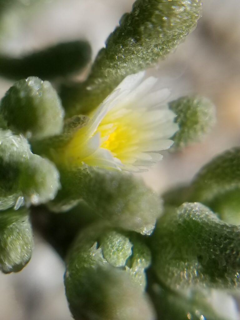 Mesembryanthemum nodiflorum Das Bild zeigt eine Nahaufnahme der Blüte von Mesembryanthemum nodiflorum, auch bekannt als Knoteneisblume. Die Blüte hat zarte weiße Blütenblätter mit einem gelben Zentrum. Die Blätter der Pflanze sind fleischig, grün und mit kleinen, kristallartigen Strukturen bedeckt, die im Licht glitzern. Die Pflanze wächst in einer trockenen, sandigen Umgebung