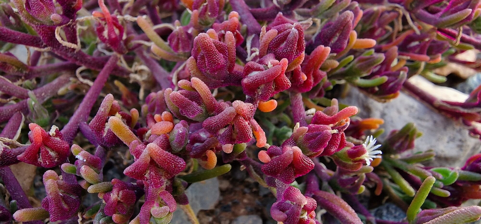 Das Bild zeigt eine Nahaufnahme von Mesembryanthemum nodiflorum, auch bekannt als Knoteneisblume. Die Pflanze hat fleischige, grüne und rötlich-violette Blätter mit kleinen, kristallartigen Strukturen, die der Pflanze ein glitzerndes Aussehen verleihen. Einige Blätter haben orangefarbene Spitzen. Im Hintergrund ist eine kleine weiße Blüte zu sehen. Die Pflanze wächst auf einem sandigen, steinigen Untergrund