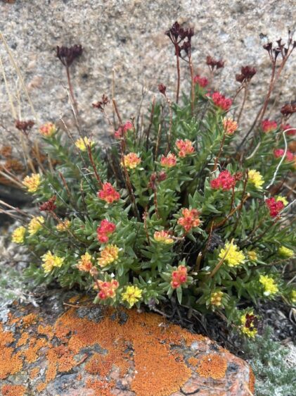 Das Bild zeigt eine Pflanze der Art Rhodiola coccinea, die in einer felsigen Umgebung wächst. Die Pflanze hat grüne, fleischige Blätter, die sich in dichten Büscheln nach oben erstrecken. Die Blüten sind in verschiedenen Stadien der Reife zu sehen, mit Farben, die von gelb über orange bis hin zu tiefrot reichen.