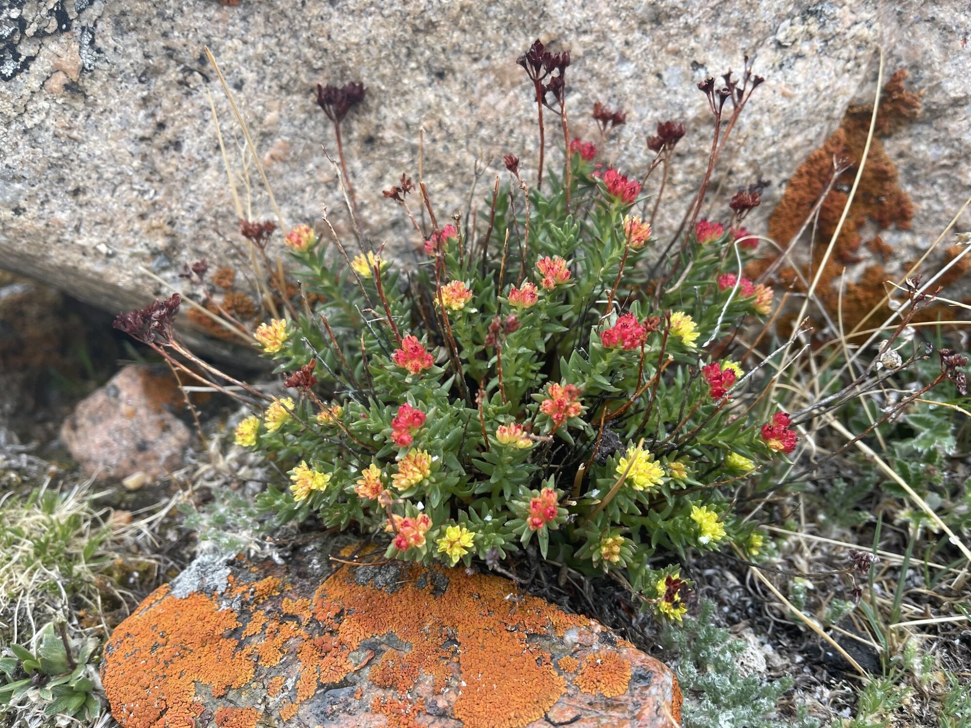 Das Bild zeigt eine Pflanze der Art Rhodiola coccinea, die in einer felsigen Umgebung wächst. Die Pflanze hat grüne, fleischige Blätter, die sich in dichten Büscheln nach oben erstrecken. Die Blüten sind in verschiedenen Stadien der Reife zu sehen, mit Farben, die von gelb über orange bis hin zu tiefrot reichen.