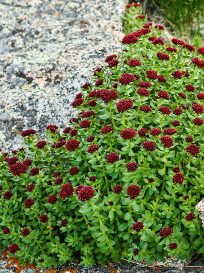 Das Bild zeigt eine Pflanze der Art Rhodiola integrifolia, die in einer felsigen Umgebung wächst. Die Pflanze hat dichte, grüne Blätter, die sich in aufrechten Stängeln nach oben erstrecken. Die Blüten sind tief rot und bilden dichte, kugelförmige Blütenstände am oberen Ende der Stängel. Die Pflanze wächst direkt neben großen, rauen Felsen