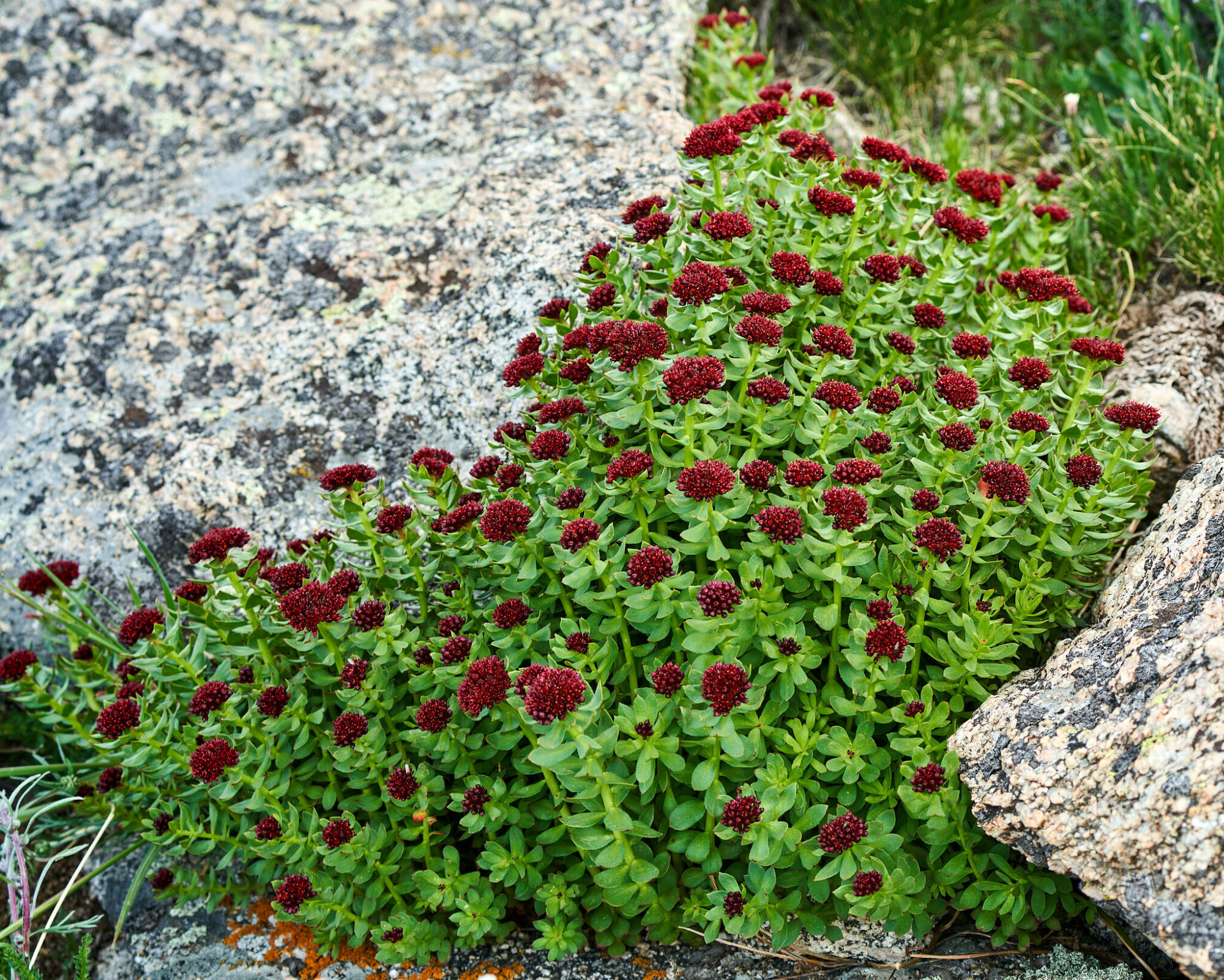 Das Bild zeigt eine Pflanze der Art Rhodiola integrifolia, die in einer felsigen Umgebung wächst. Die Pflanze hat dichte, grüne Blätter, die sich in aufrechten Stängeln nach oben erstrecken. Die Blüten sind tief rot und bilden dichte, kugelförmige Blütenstände am oberen Ende der Stängel. Die Pflanze wächst direkt neben großen, rauen Felsen