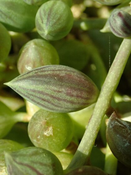 Das Bild zeigt eine Nahaufnahme der Pflanze Senecio herreanus, auch bekannt als String of Watermelons oder Watermelon Vine. Diese Sukkulente ist für ihre einzigartigen, ovalen bis kugelförmigen Blätter bekannt, die eine grüne Farbe mit markanten purpurfarbenen Streifen aufweisen, was an die Haut einer Wassermelone erinnert. Die Blätter sind leicht durchscheinend
