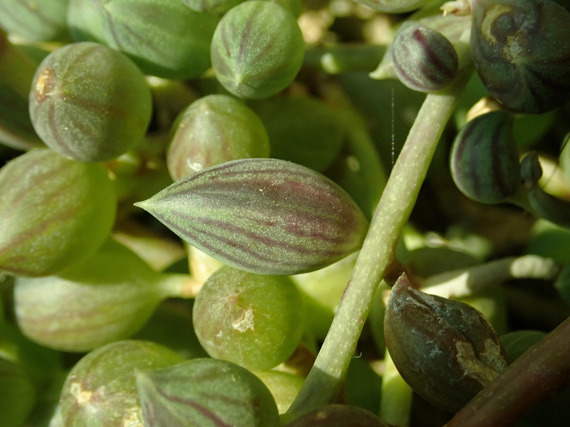 Curio herreanus