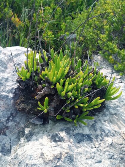 Das Bild zeigt eine Tylecodon grandiflorus Pflanze, die auf einem Felsen wächst. Die Pflanze besteht aus zahlreichen dickfleischigen, grünen Blättern, die eng beieinander wachsen. Die Blätter haben eine längliche, zylindrische Form und sind an den Spitzen leicht gerundet. Die Pflanze wächst aus einem dunklen, knorrigen Stammansatz heraus, der sich zwischen den hellgrauen Felsen befindet. Im Hintergrund sind verschiedene grüne Büsche und Gras zu sehen, die eine natürliche, trockene Umgebung andeuten. Die Felsen haben eine raue, ungleichmäßige Textur und weisen einige Risse und Verfärbungen auf, die auf die natürliche Verwitterung hinweisen.
