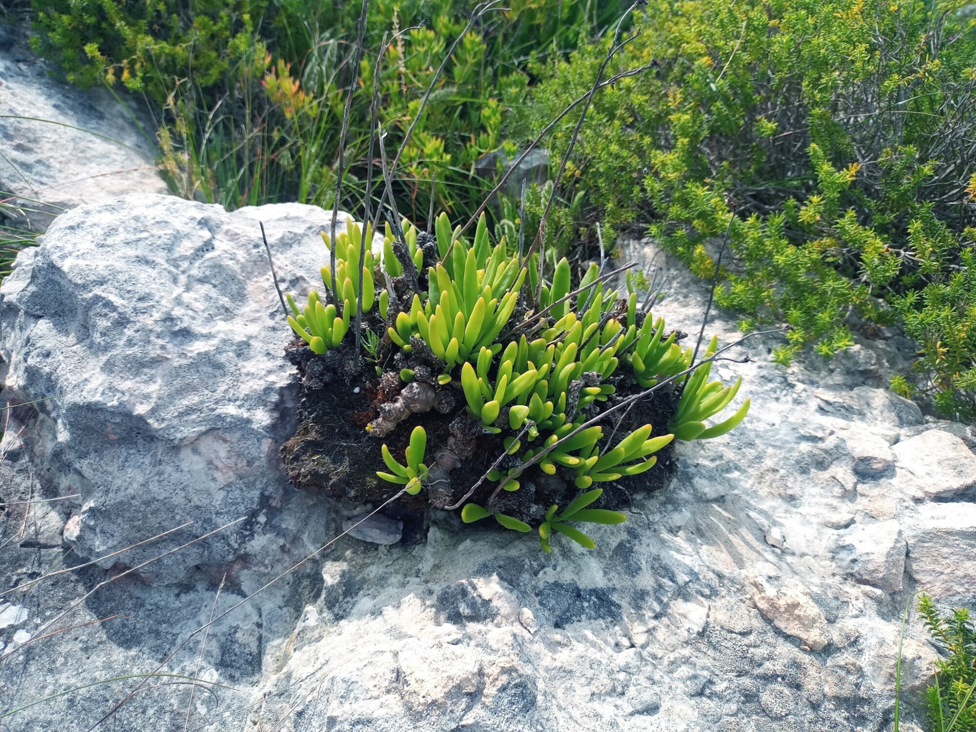 Das Bild zeigt eine Tylecodon grandiflorus Pflanze, die auf einem Felsen wächst. Die Pflanze besteht aus zahlreichen dickfleischigen, grünen Blättern, die eng beieinander wachsen. Die Blätter haben eine längliche, zylindrische Form und sind an den Spitzen leicht gerundet. Die Pflanze wächst aus einem dunklen, knorrigen Stammansatz heraus, der sich zwischen den hellgrauen Felsen befindet. Im Hintergrund sind verschiedene grüne Büsche und Gras zu sehen, die eine natürliche, trockene Umgebung andeuten. Die Felsen haben eine raue, ungleichmäßige Textur und weisen einige Risse und Verfärbungen auf, die auf die natürliche Verwitterung hinweisen.