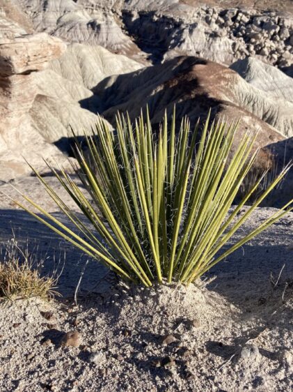 Das Bild zeigt eine Yucca angustissima, die in einer trockenen, felsigen Wüstenlandschaft wächst. Die Pflanze hat lange, schmale, grüne Blätter, die spitz zulaufen und in einer dichten Rosette angeordnet sind. Einige Blätter zeigen feine weiße Fäden entlang der Ränder. Die Umgebung besteht aus sandigem Boden und kahlen, erodierten Felsen in verschiedenen Beige- und Grautönen.