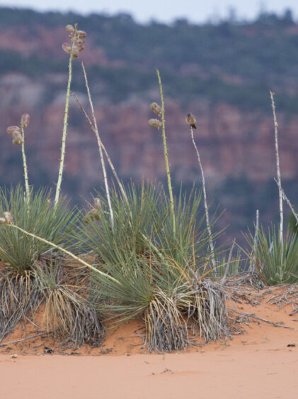 Das Bild zeigt eine Yucca angustissima var. kanabensis, die in einer Wüstenlandschaft wächst. Die Pflanze hat schmale, spitze, grüne Blätter, die in einer Rosette angeordnet sind und aus dem sandigen Boden ragen. Mehrere hohe Blütenstiele erheben sich aus der Rosette, mit Blütenständen, die Knospen und verblühte Blüten tragen. Auf einem der Blütenstiele sitzt ein kleiner Vogel.