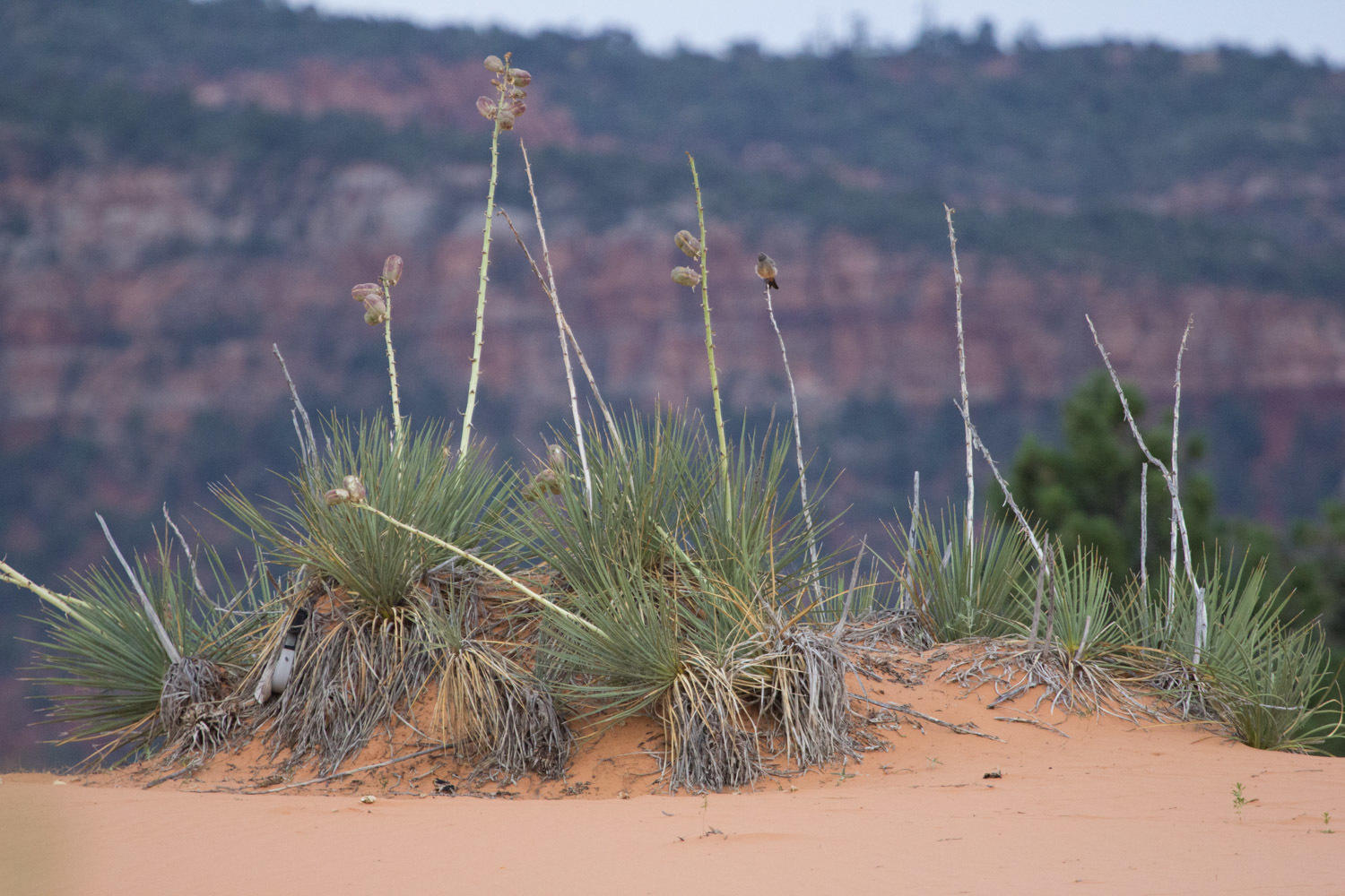 Das Bild zeigt eine Yucca angustissima var. kanabensis, die in einer Wüstenlandschaft wächst. Die Pflanze hat schmale, spitze, grüne Blätter, die in einer Rosette angeordnet sind und aus dem sandigen Boden ragen. Mehrere hohe Blütenstiele erheben sich aus der Rosette, mit Blütenständen, die Knospen und verblühte Blüten tragen. Auf einem der Blütenstiele sitzt ein kleiner Vogel.