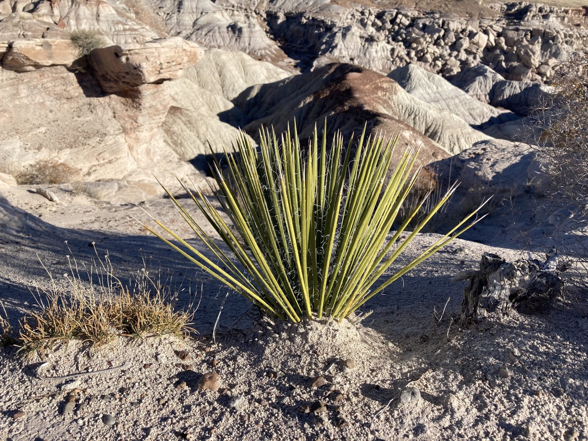 Das Bild zeigt eine Yucca angustissima, die in einer trockenen, felsigen Wüstenlandschaft wächst. Die Pflanze hat lange, schmale, grüne Blätter, die spitz zulaufen und in einer dichten Rosette angeordnet sind. Einige Blätter zeigen feine weiße Fäden entlang der Ränder. Die Umgebung besteht aus sandigem Boden und kahlen, erodierten Felsen in verschiedenen Beige- und Grautönen.