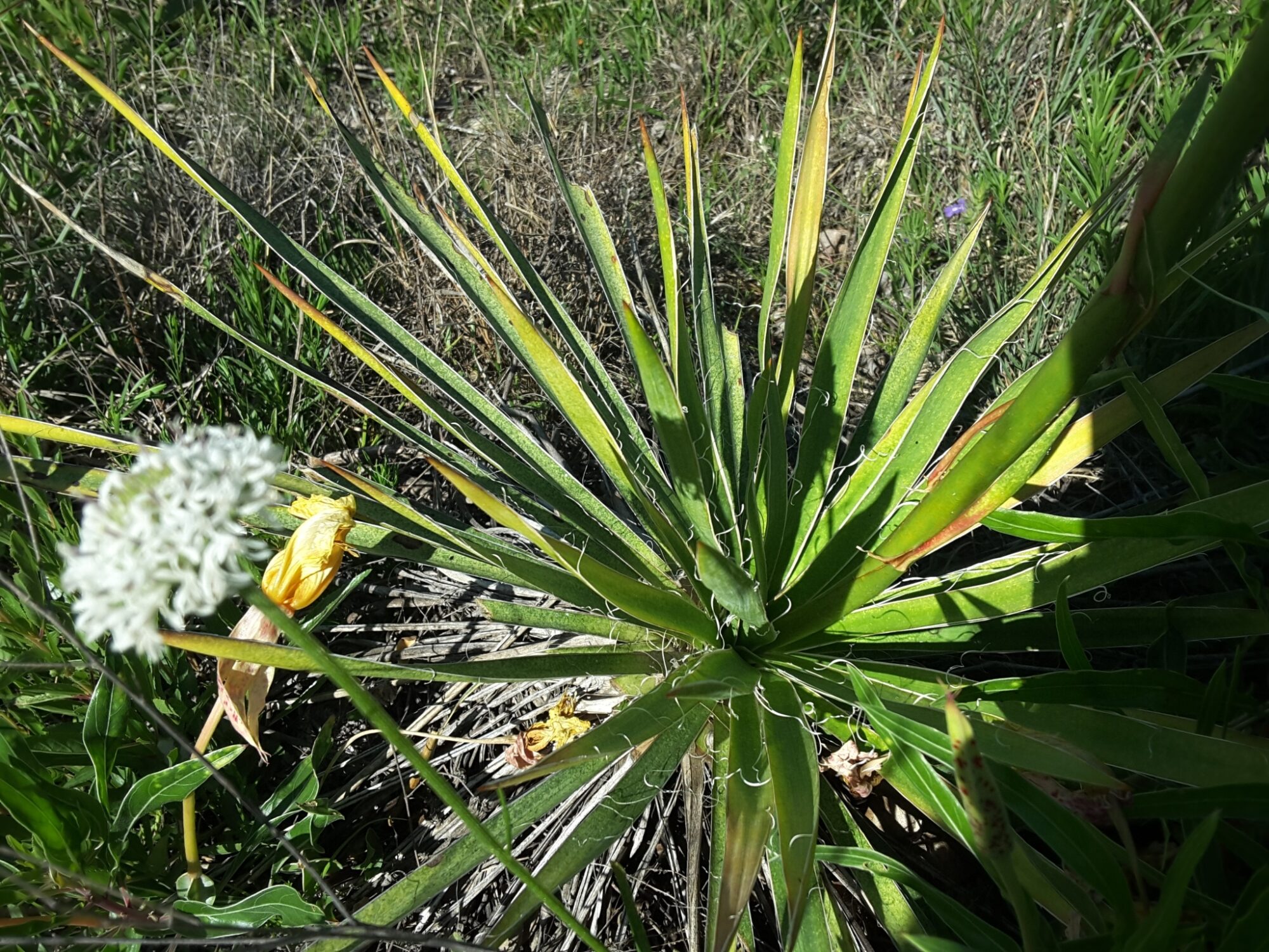 Yucca arkansana Das Bild zeigt eine Yucca arkansana Pflanze in ihrer natürlichen Umgebung. Die Pflanze hat lange, schmale, grüne Blätter, die sich rosettenartig vom Zentrum der Pflanze ausbreiten. Die Blätter sind am Rand leicht gezahnt und haben feine weiße Fäden, die sich von den Rändern lösen. Im Vordergrund links ist eine unscharfe weiße Blüte zu sehen, die jedoch nicht zur Yucca arkansana gehört.