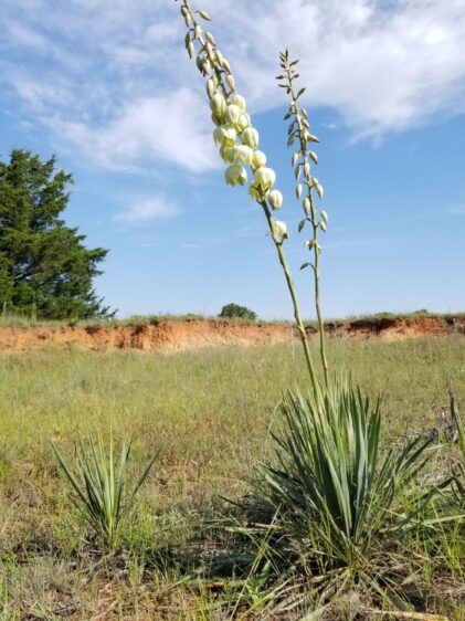 Das Bild zeigt eine Yucca arkansana, die in einer grasbewachsenen Landschaft wächst. Die Pflanze hat lange, schmale, spitze Blätter, die in einer Rosette angeordnet sind und aus dem Boden ragen. Aus der Mitte der Rosette erhebt sich ein hoher Blütenstiel mit mehreren weißen, glockenförmigen Blüten.