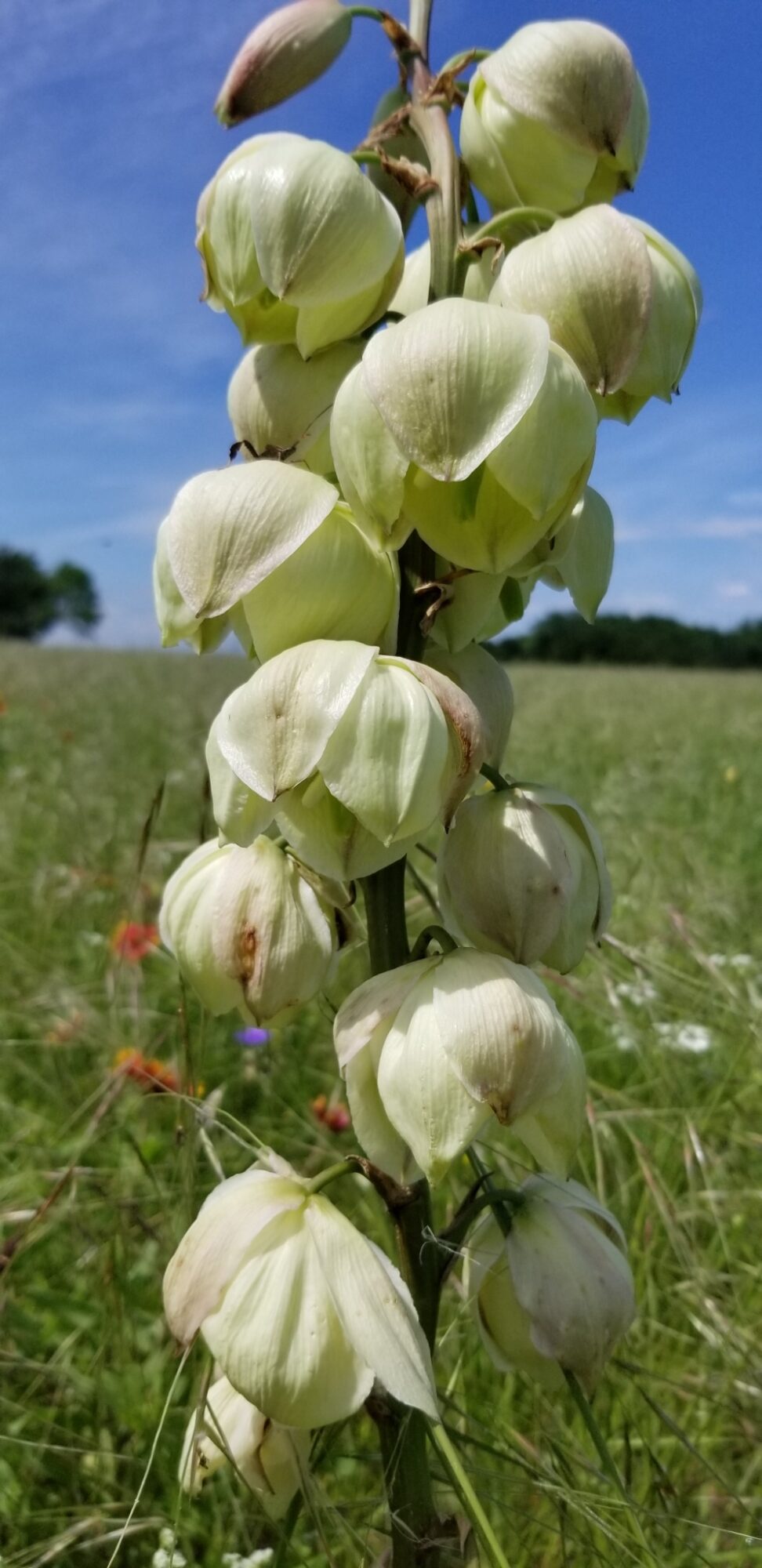 Yucca arkansana Das Bild zeigt die Blüten der Yucca arkansana. Die Blüten sind glockenförmig und cremeweiß. Sie hängen in einer dichten Traube an einem kräftigen Blütenstiel. Im Hintergrund ist eine Wiese zu sehen, die typisch für die natürliche Umgebung der Yucca arkansana ist. Der Himmel ist klar und blau, was auf einen sonnigen Tag hinweist. Im Hintergrund sind auch einige Bäume und verschiedene Wildblumen in der Wiese zu erkennen, die ein buntes und natürliches Umfeld schaffen.