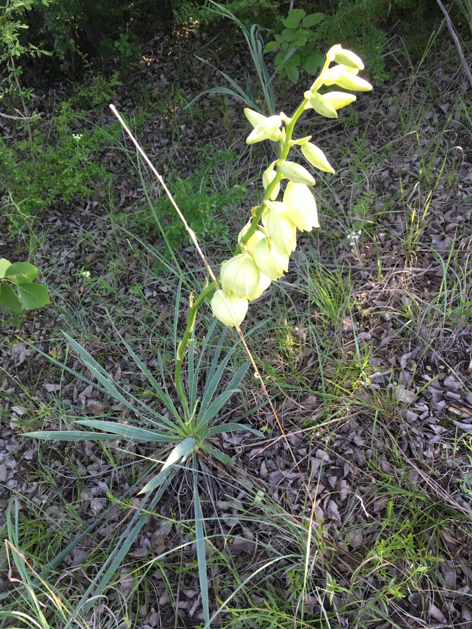 Yucca arkansana Das Bild zeigt eine Yucca arkansana Pflanze in ihrer natürlichen Umgebung. Die Pflanze hat einen langen, aufrechten Blütenstand, der aus zahlreichen ungeöffneten, cremeweißen Blütenknospen besteht. Diese Blütenknospen sind glockenförmig und hängen an einem einzelnen, schlanken Blütenstiel. Die Pflanze selbst hat schmale, spitze Blätter, die in einer Rosette vom Boden aus wachsen. Die Blätter sind grün und zeigen typische Yucca-Merkmale, wie eine starre, schwertförmige Struktur. Der Boden um die Pflanze ist mit trockenen Blättern und Gras bedeckt