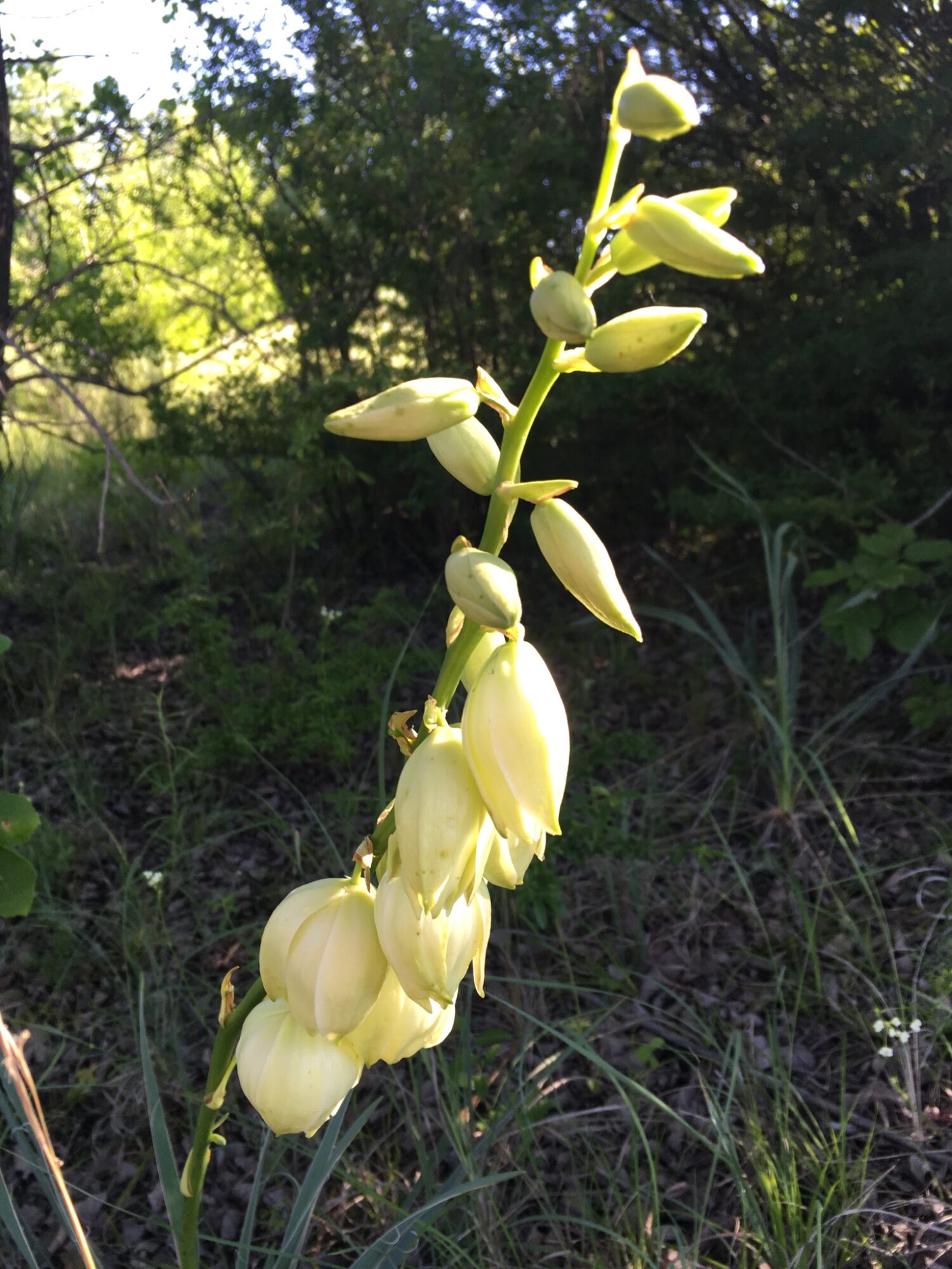 Yucca arkansana Das Bild zeigt den Blütenstand einer Yucca arkansana Pflanze in ihrer natürlichen Umgebung. Die Blütenstände bestehen aus vielen cremeweißen, glockenförmigen Blüten, die in Trauben angeordnet sind. Einige der Blüten sind noch geschlossen und erscheinen als längliche, knospenartige Gebilde. Im Hintergrund ist dichter grüner Laubwald zu sehen, der in weichem, natürlichem Licht getaucht ist. Der Boden um die Pflanze herum ist mit Gras und niedrigem Unterholz bewachsen