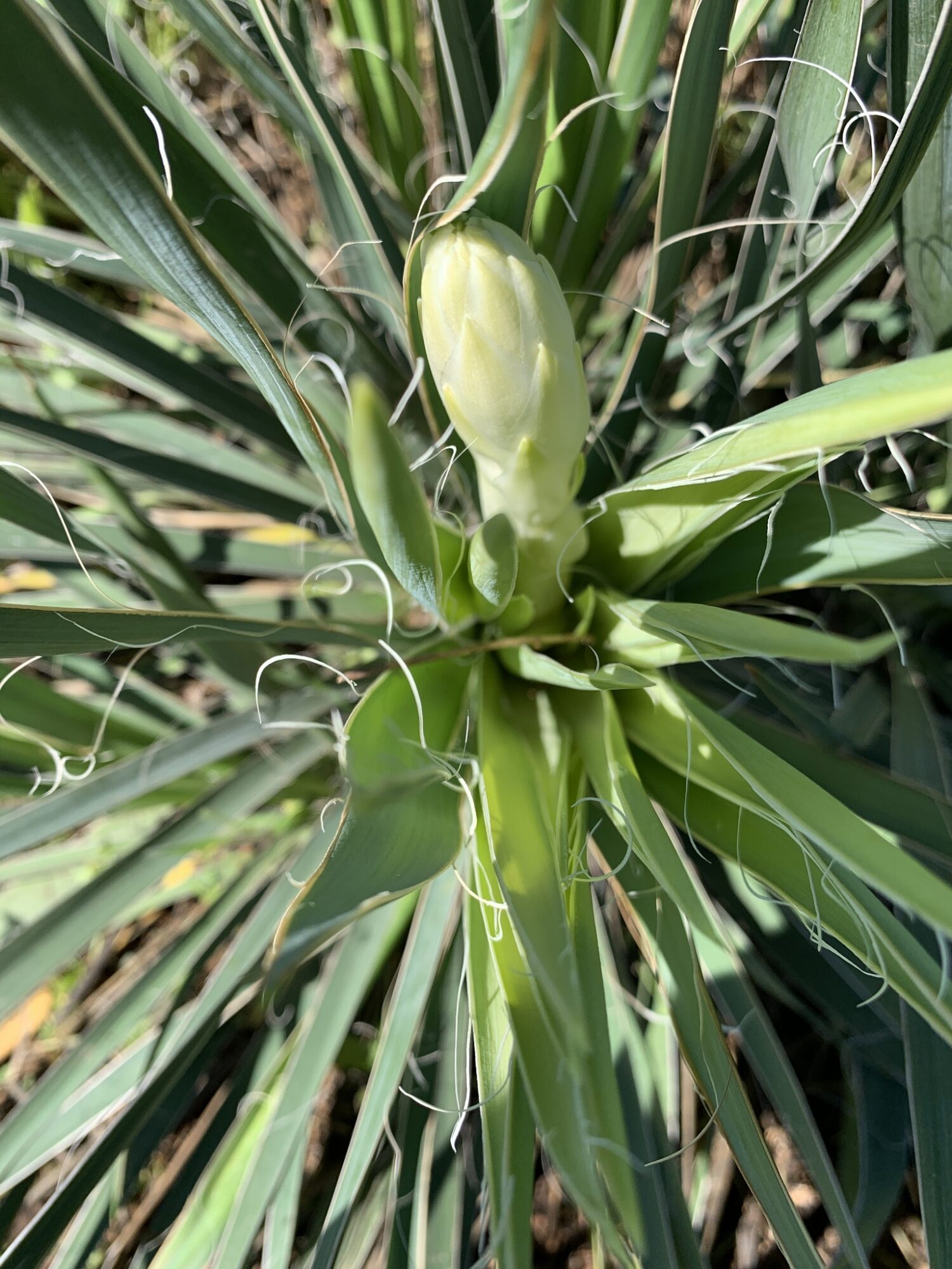 Yucca arkansana Das Bild zeigt einen nahen Blick auf eine Yucca arkansana Pflanze, die einen neuen Blütenstand bildet. Die ungeöffnete Blütenknospe ist gut sichtbar und befindet sich in der Mitte der Pflanze, umgeben von langen, schmalen, grünen Blättern. Die Blätter sind charakteristisch für die Yucca-Art: sie sind schwertförmig, steif und zeigen deutliche Fasern, die sich entlang der Ränder kringeln. Die Knospe selbst ist cremeweiß und hat eine glatte Oberfläche.