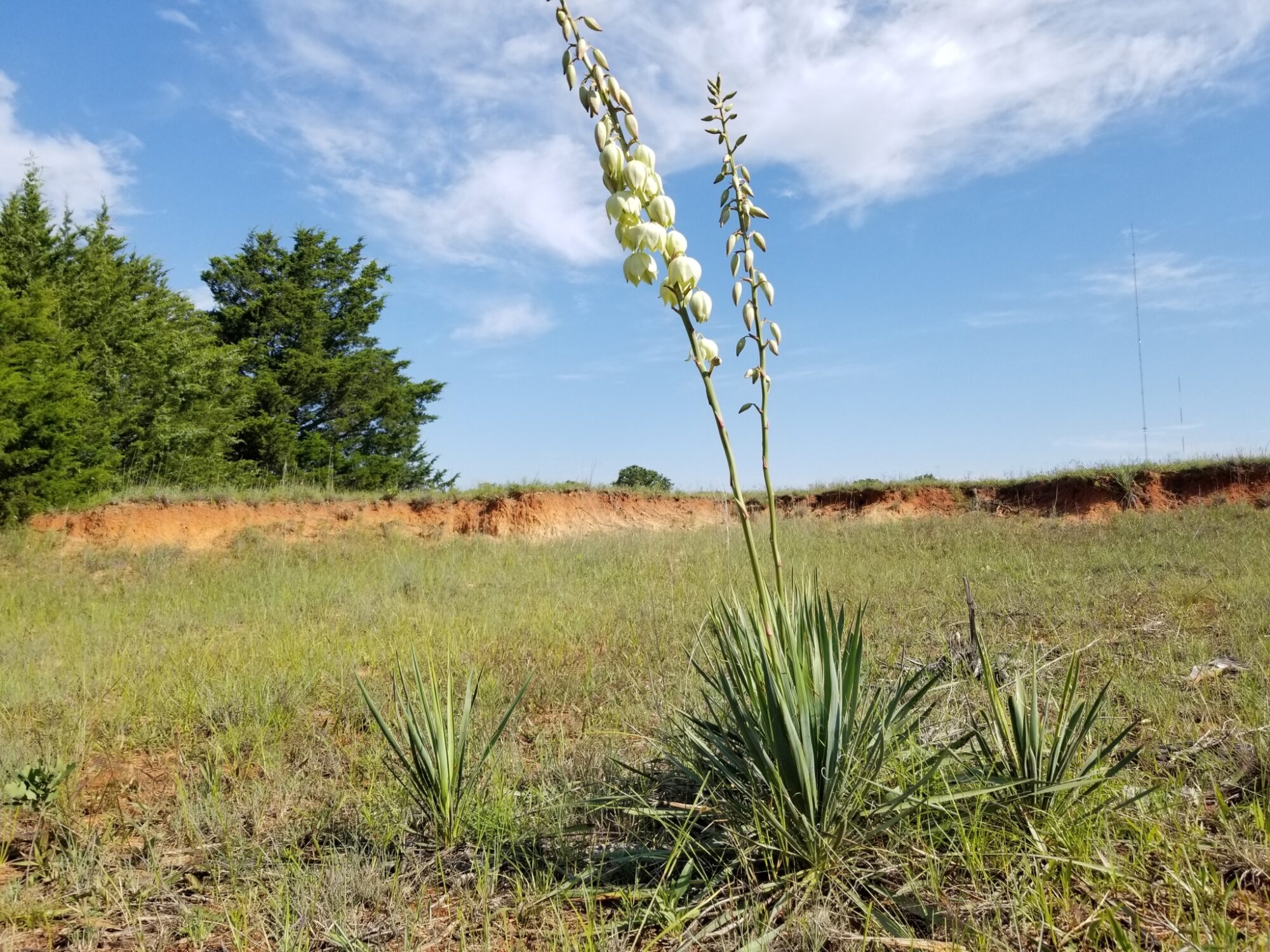 Das Bild zeigt eine Yucca arkansana, die in einer grasbewachsenen Landschaft wächst. Die Pflanze hat lange, schmale, spitze Blätter, die in einer Rosette angeordnet sind und aus dem Boden ragen. Aus der Mitte der Rosette erhebt sich ein hoher Blütenstiel mit mehreren weißen, glockenförmigen Blüten.