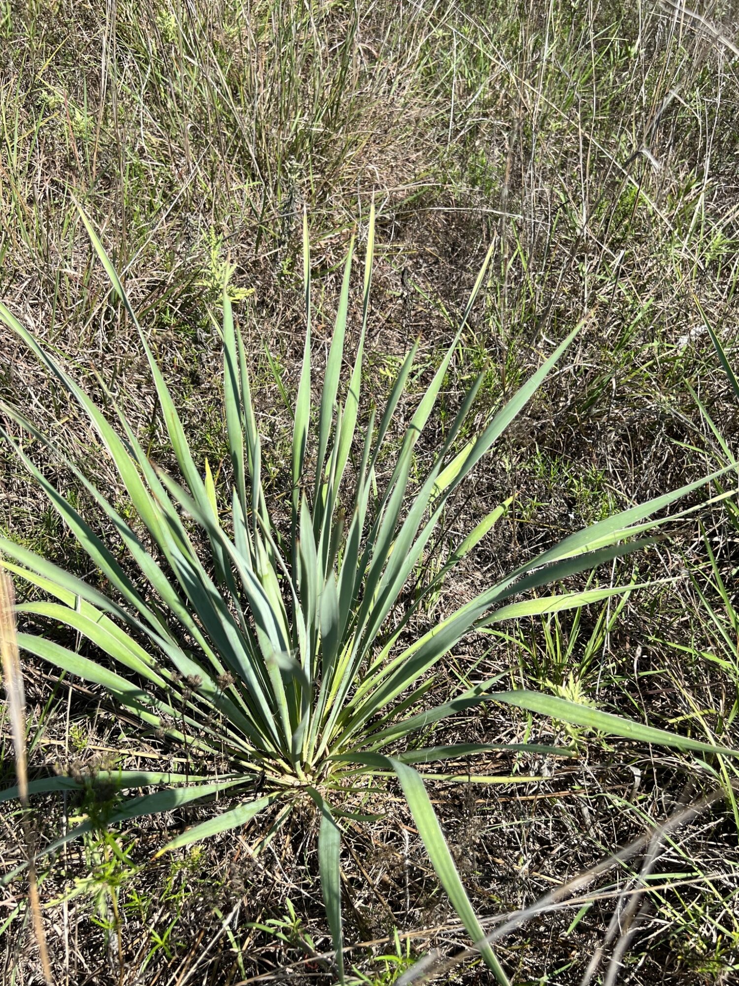 Yucca arkansana Das Bild zeigt eine Yucca arkansana in ihrer natürlichen Umgebung. Die Pflanze hat lange, schmale Blätter, die spitz zulaufen und in einer Rosette aus dem Boden wachsen. Die Blätter sind grün mit einem leicht bläulichen Schimmer. Im Hintergrund und um die Pflanze herum ist wildes Gras und andere niedrige Vegetation zu sehen. Die Umgebung wirkt trocken und unbewässert